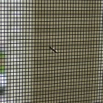 Insect / Fly mesh