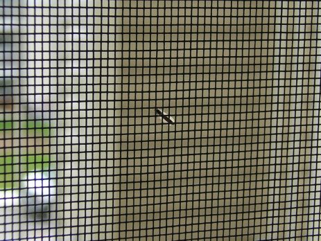 insect/fly mesh