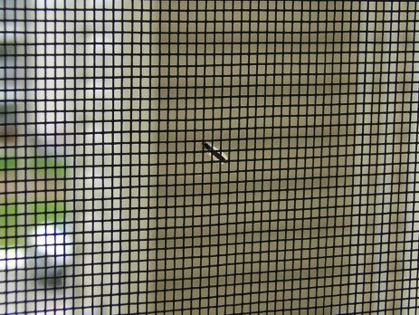 insect/fly mesh