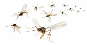 Fly screens for all types of windows and doors