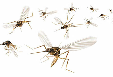 Fly screens for all types of windows and doors