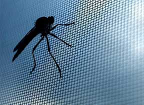Insect Mesh