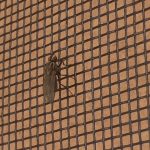 flymesh