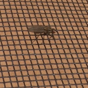 fly mesh