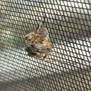 Fly screen mesh